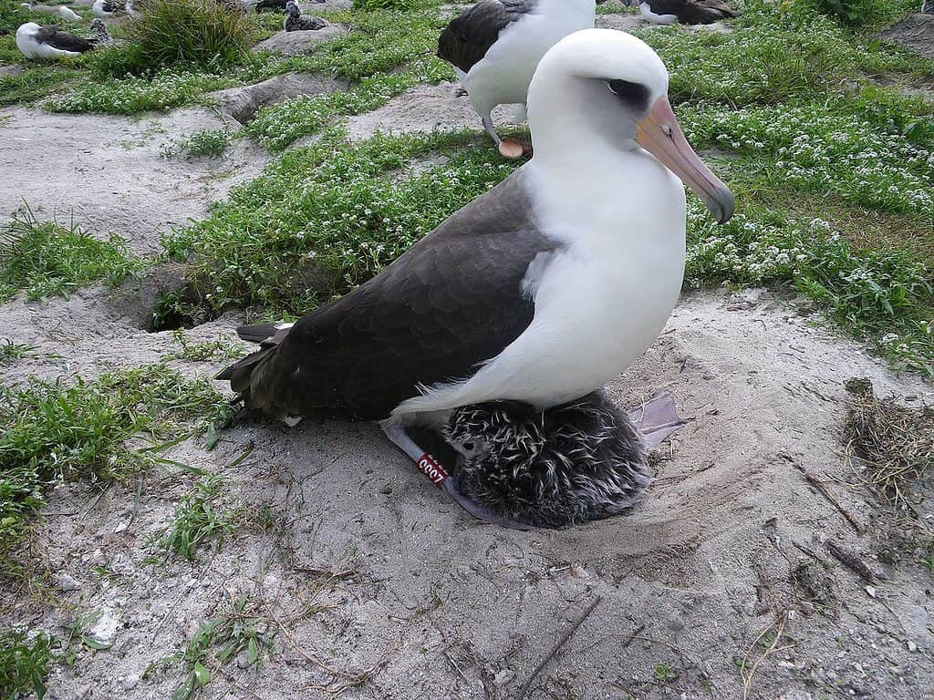 A Laysan albatross nests on the ground, perched over her baby. 