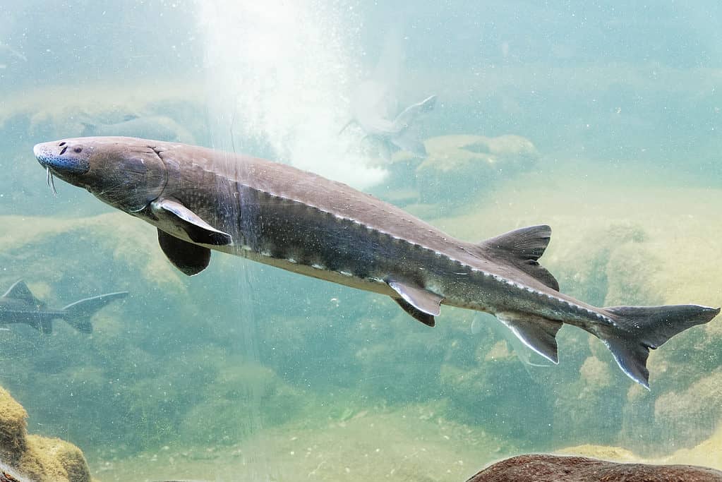 White sturgeon (Acipenser transmontanus)