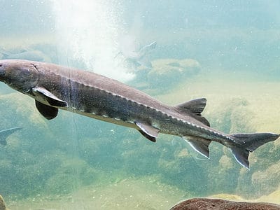 A White Sturgeon 