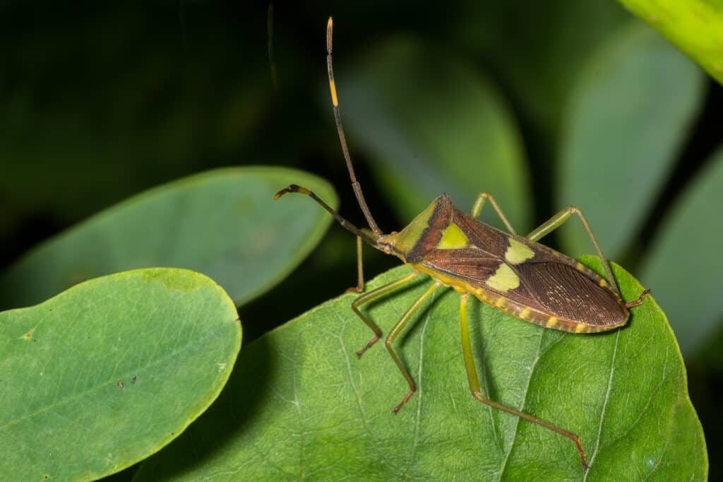 Leaf footed bug