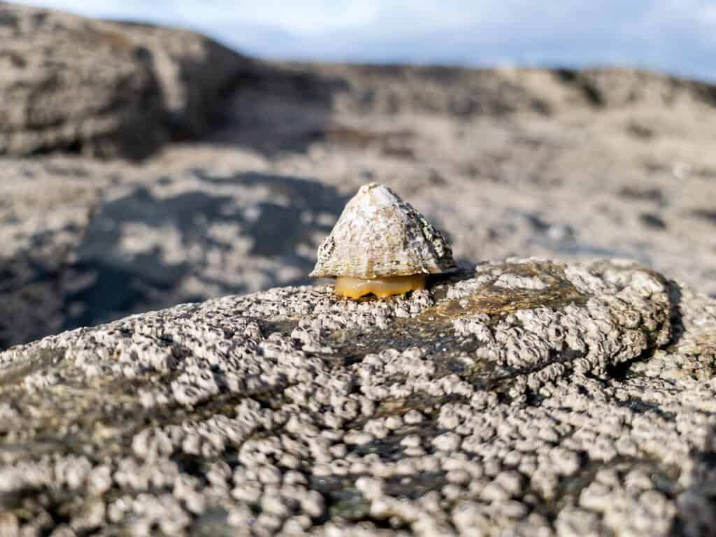 Discover 8 Beautiful Types of Sea Shells - A-Z Animals