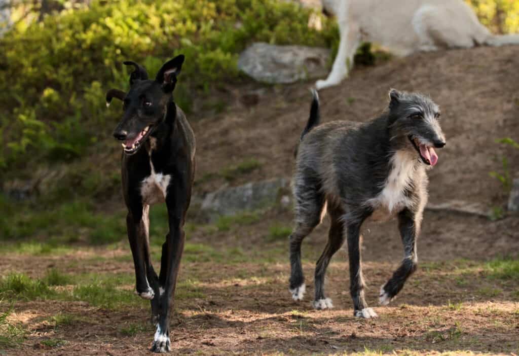 how much exercise does a lurcher need everyday