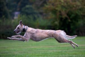 Lure Coursing 101: How to Get Your Dog Started Picture