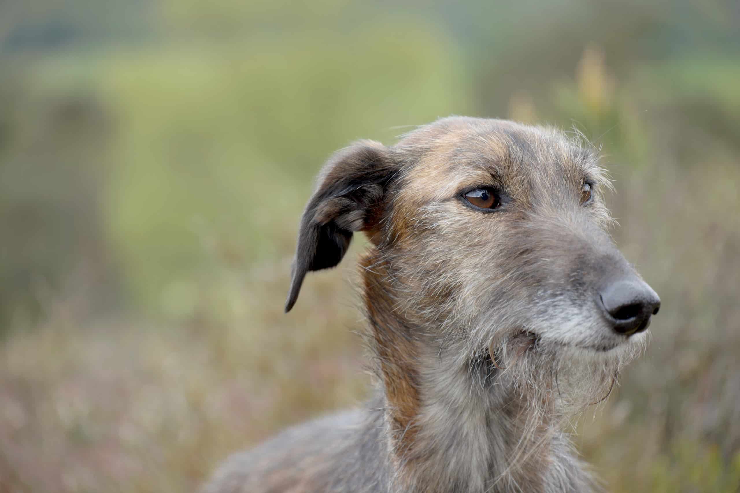 Lurcher Dog Lurcher Dog Dogs Fotos Und Bildmaterial In Hoher