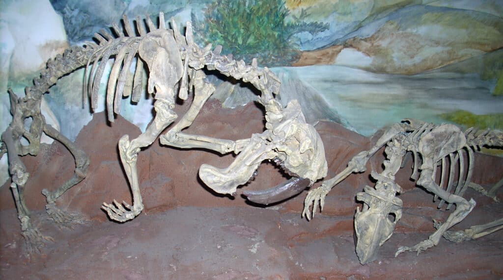 Thylacosmilus bones