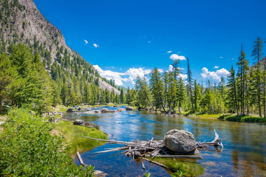 Madison River at Yellowstone National Park in Wyoming