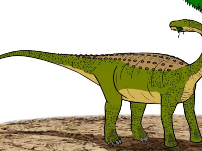 A Magyarosaurus dacus 
