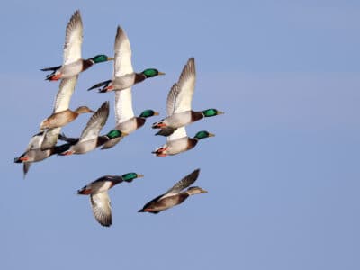 A Discover the Top 6 Highest Flying Birds Patrolling the Canadian Skies