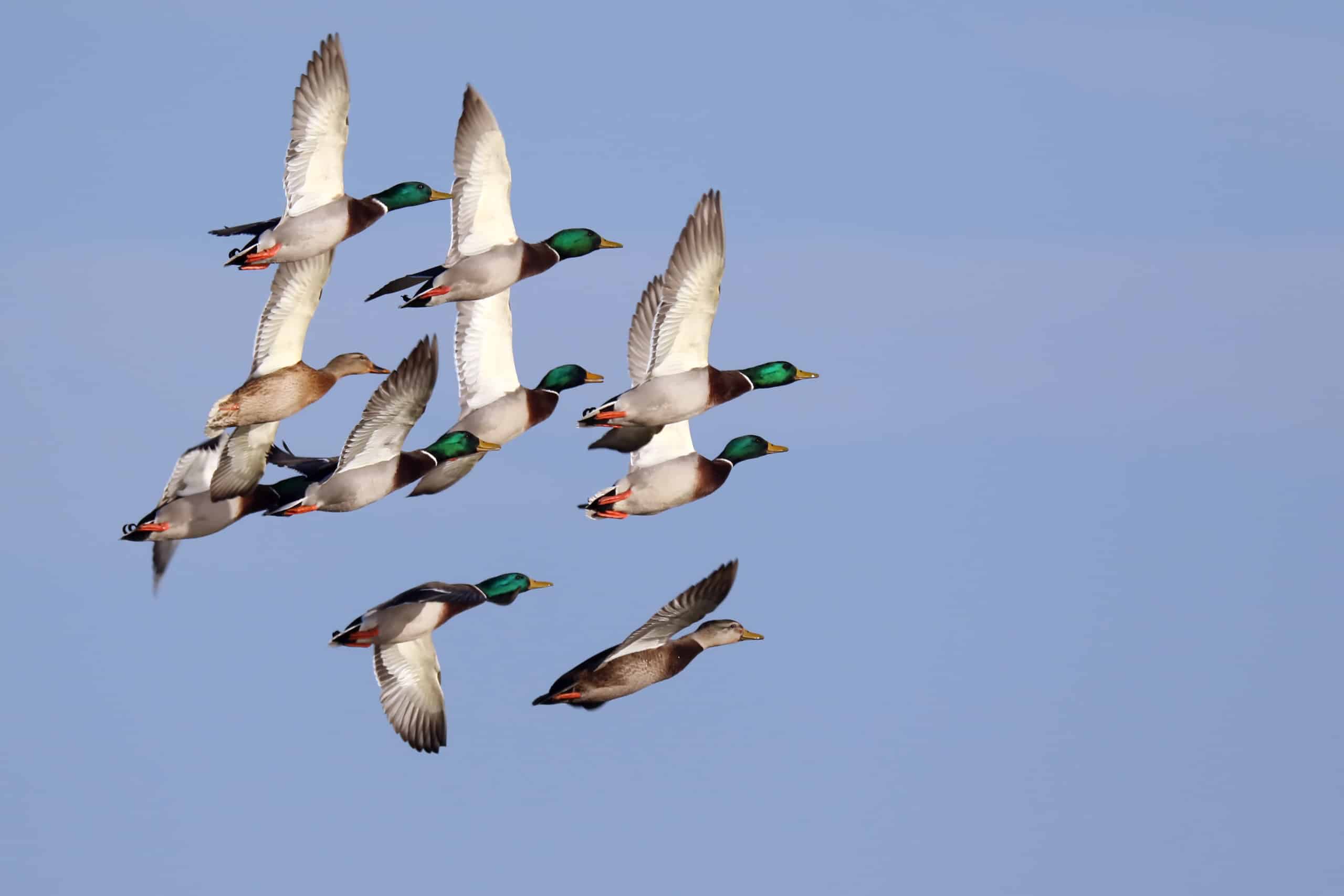 Mallard Ducks In Flight 