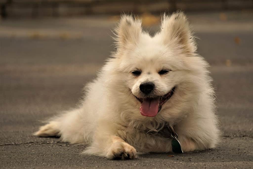 Maltese pomeranian best sale mix full grown