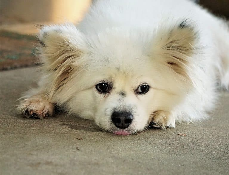 A Maltipom lying on cement