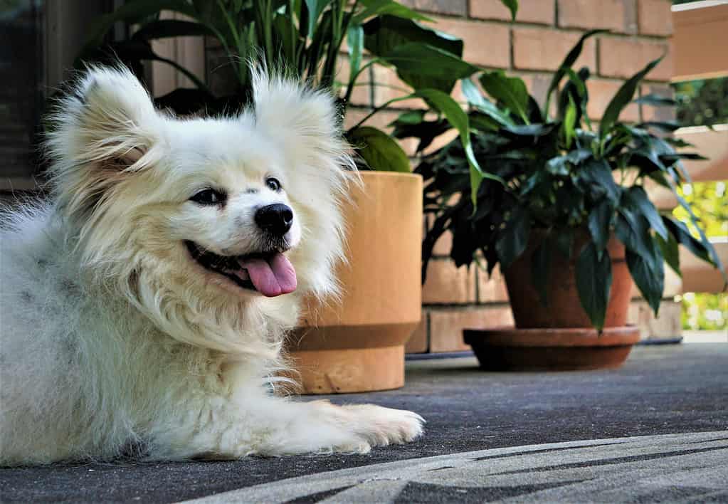 A Maltipom lying down