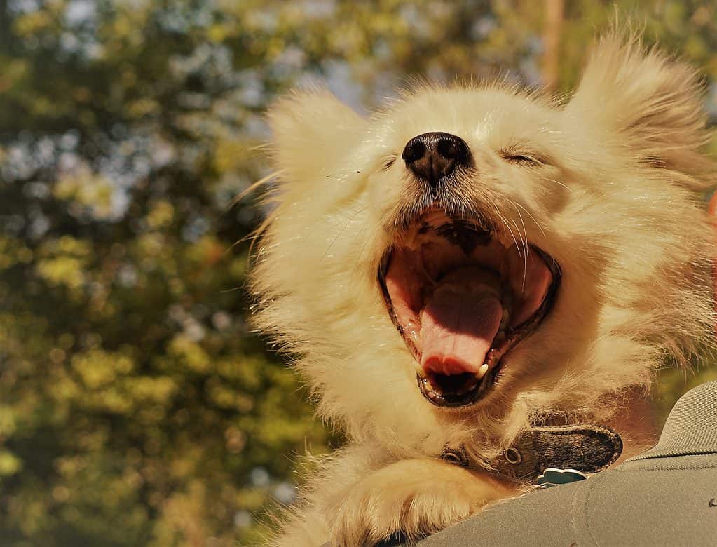A Maltipom Yawning.