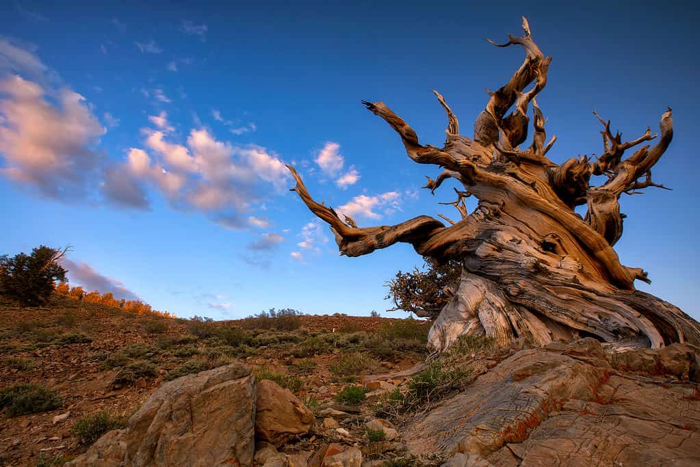 Methuselah the Great Basin Bristlecone Pine Tree