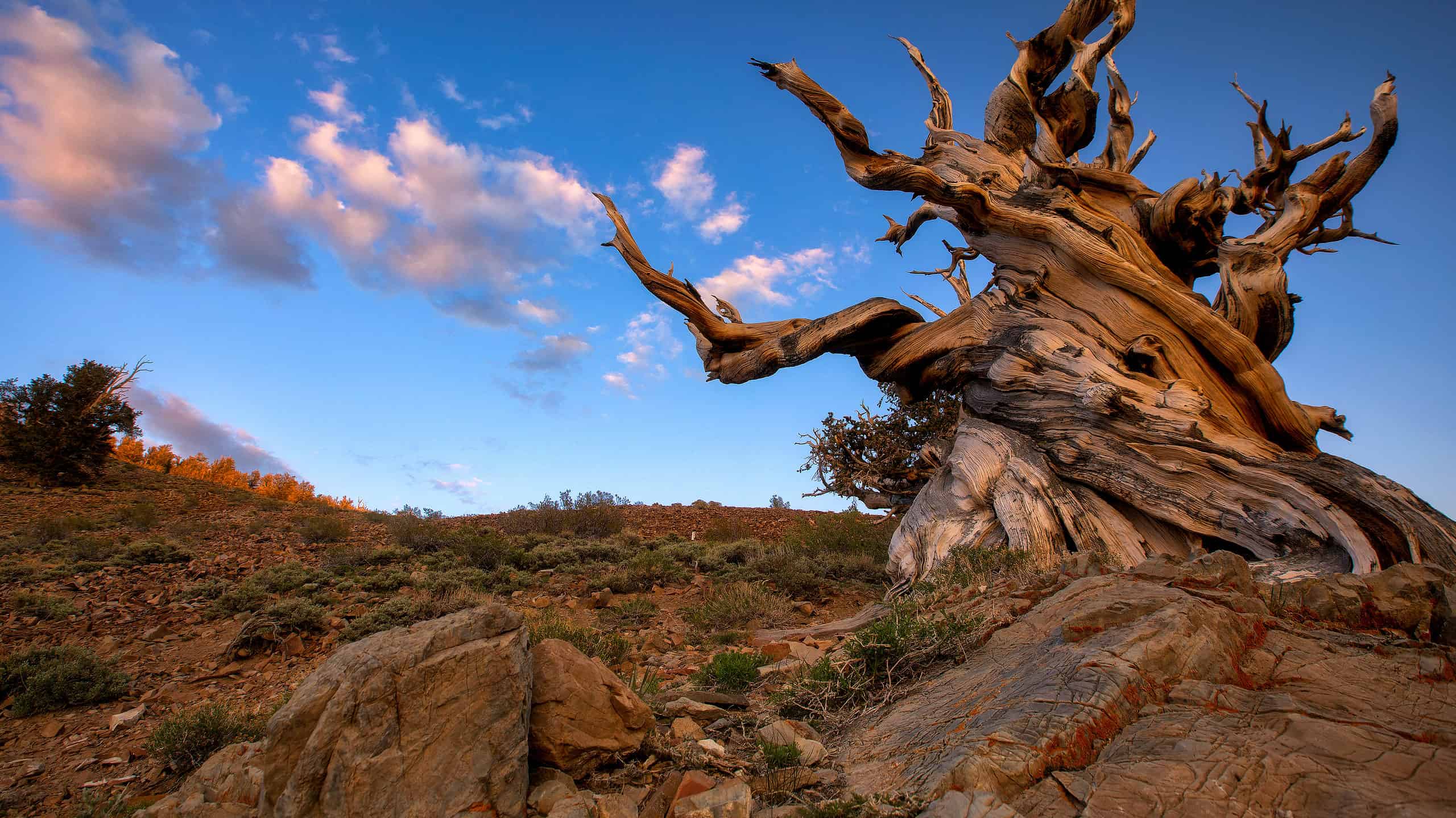Methuselah the Great Basin Bristlecone Pine Tree