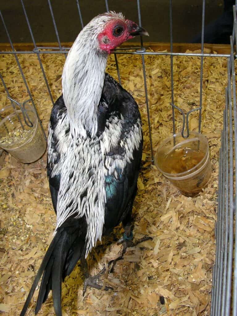 modern game chicken at a fair