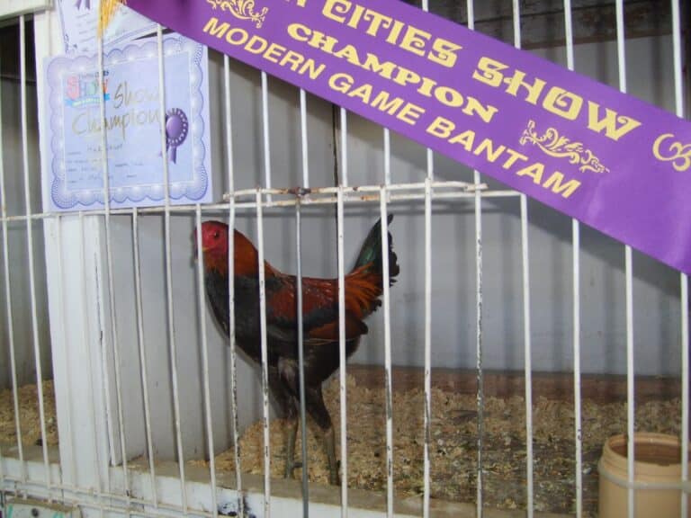 modern game hen