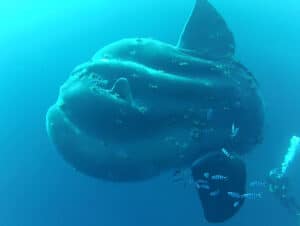 Incredible 6,049lb Bony Sunfish Discovered Near the Azores Picture