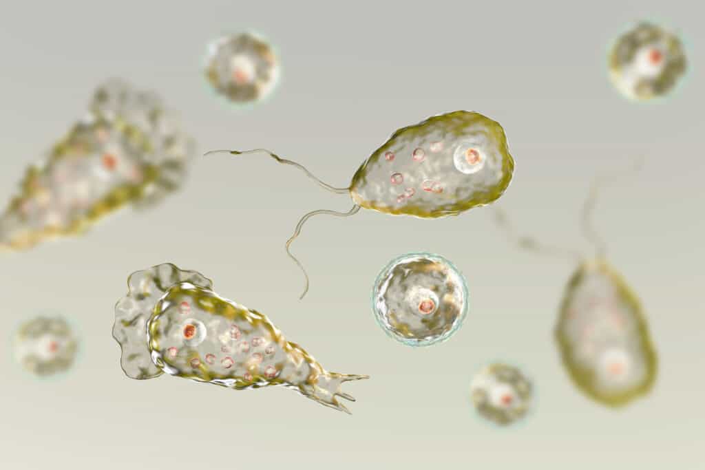 Naegleria