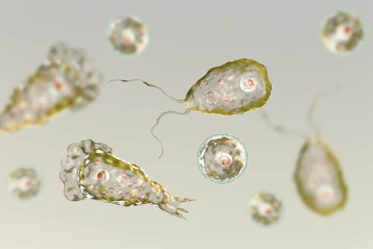 Naegleria