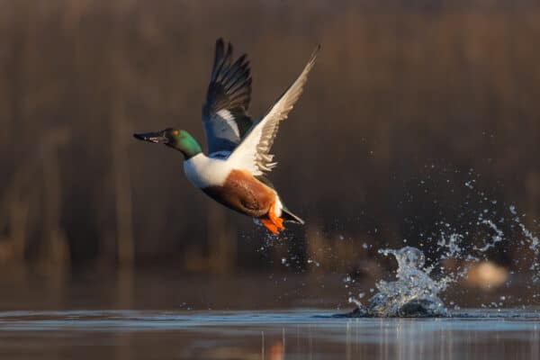 Some of the most common duck species in Nevada include the Northern Shoveler.