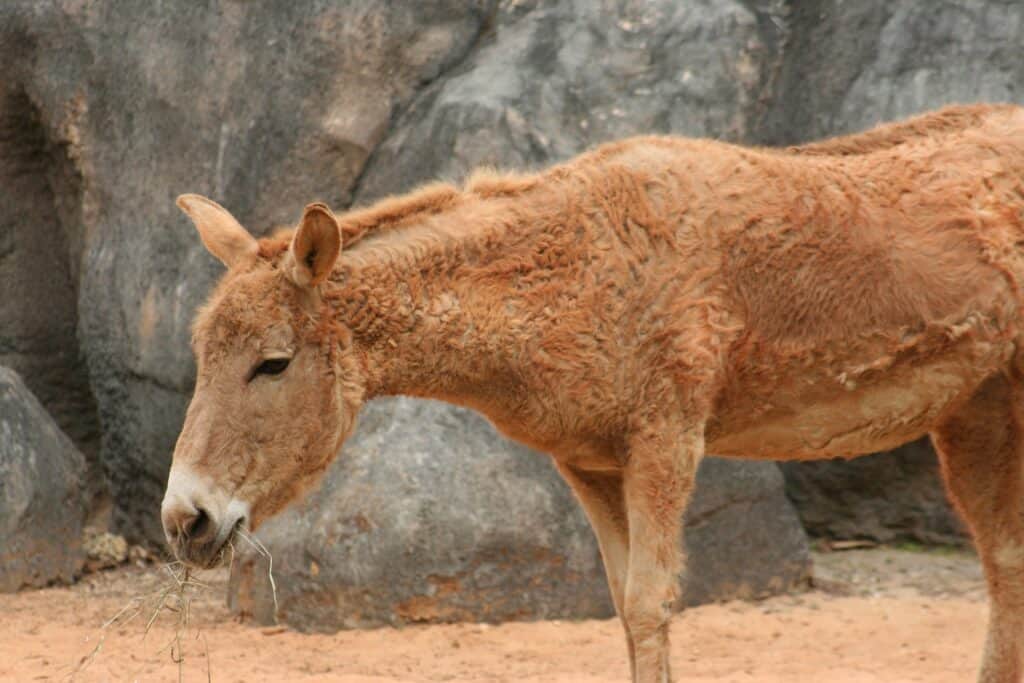 Persian Onager