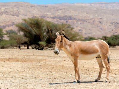 A Equus hemionus