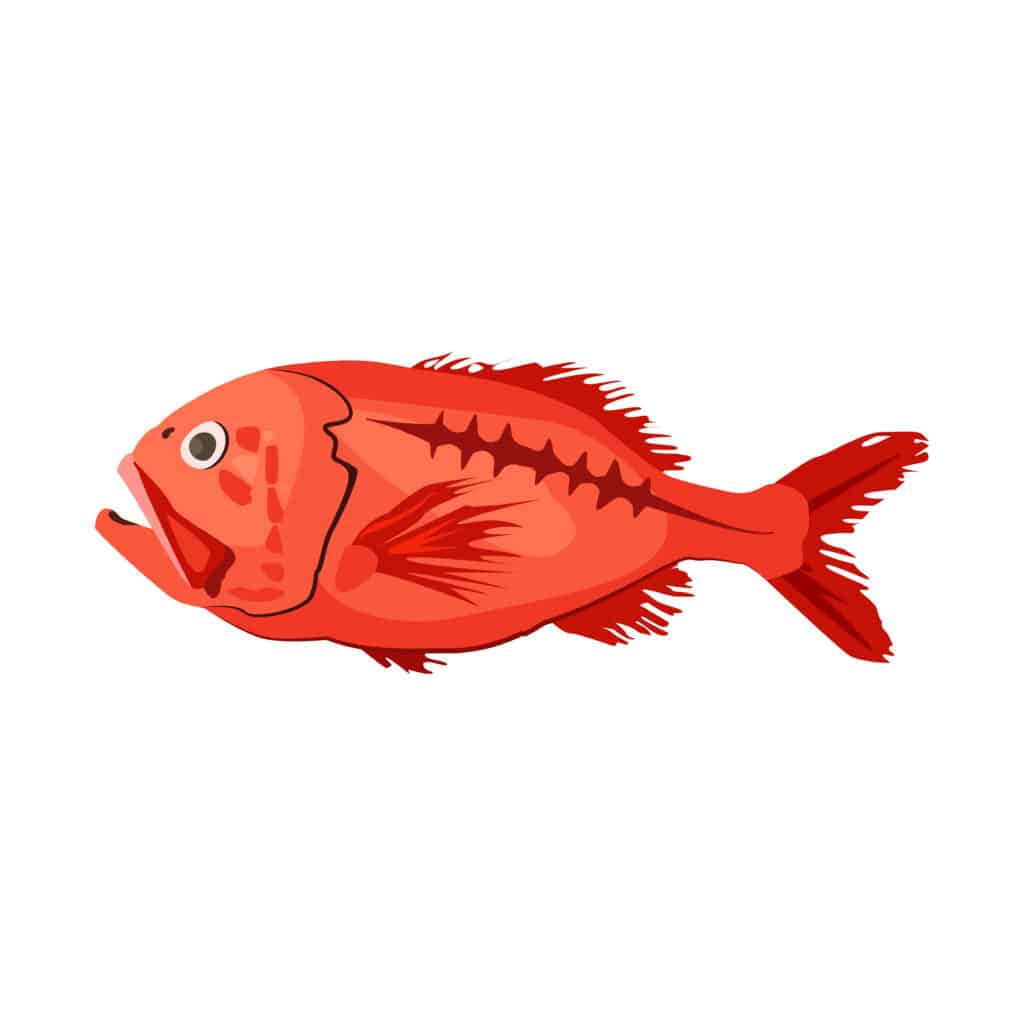 Orange roughy