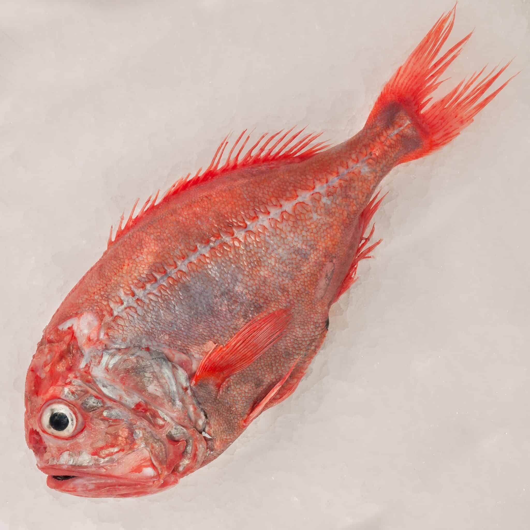 Explore 95+ Fish That Start With O Names) AZ Animals