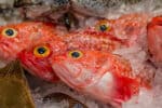 Orange roughy