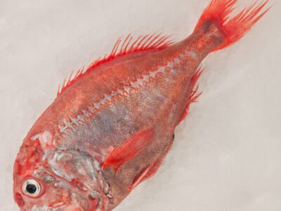 Orange Roughy  Picture