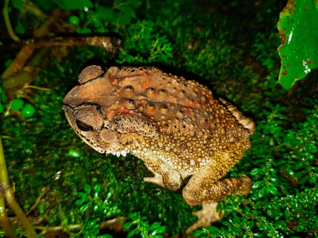 Oregon Spotted Frog Overhead