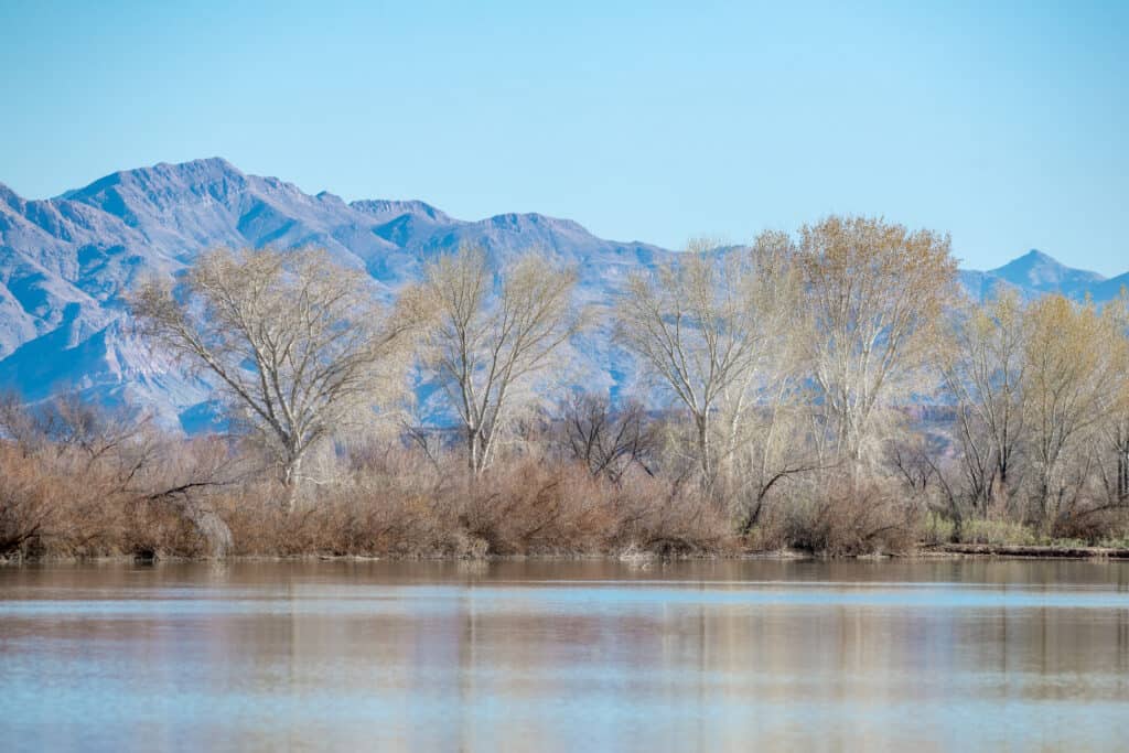 Overton Wildlife Management Area