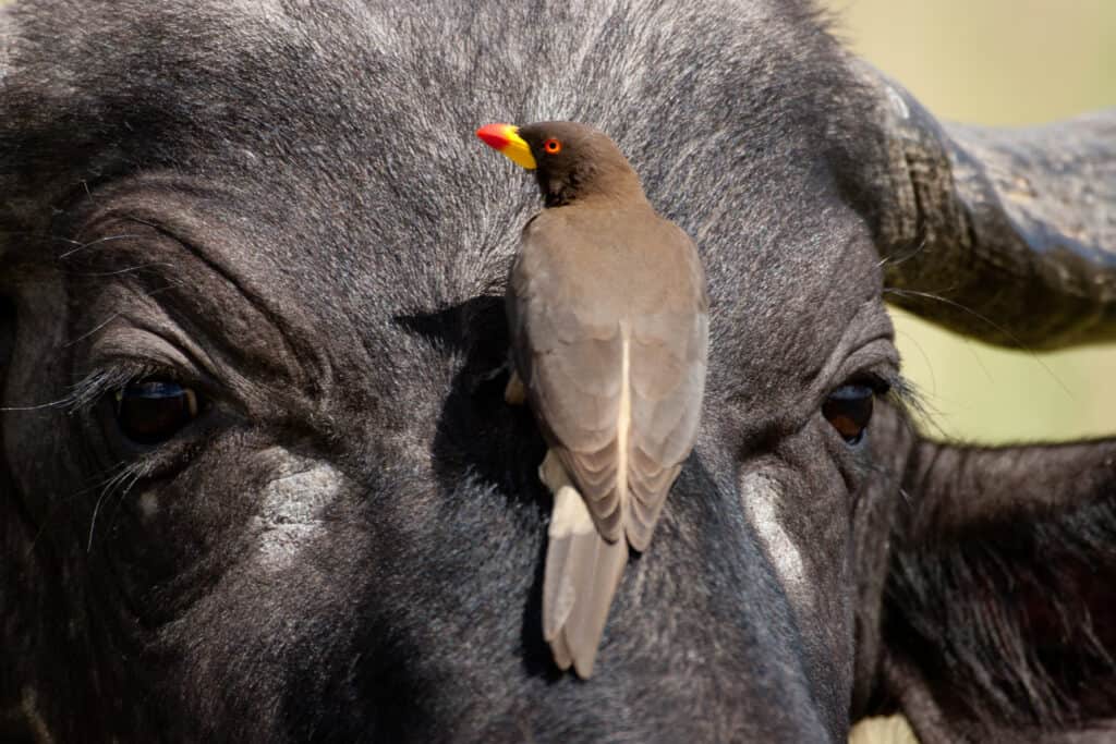 Oxpecker