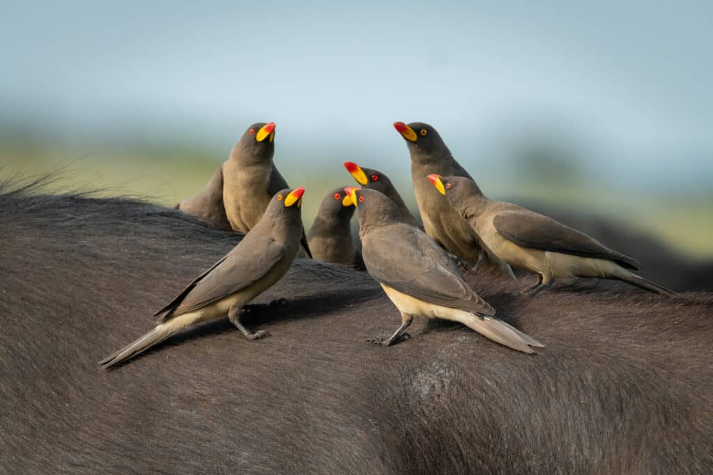 Oxpecker