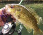 Ozark bass