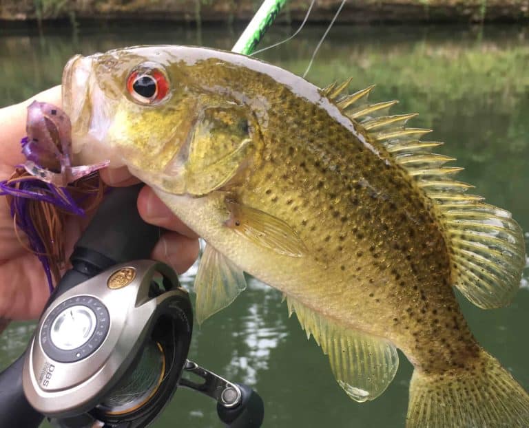 Ozark Bass