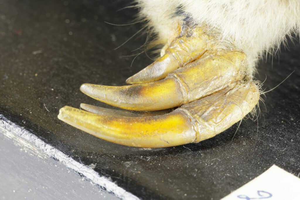 Zokor claws