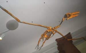 Pelagornithidae