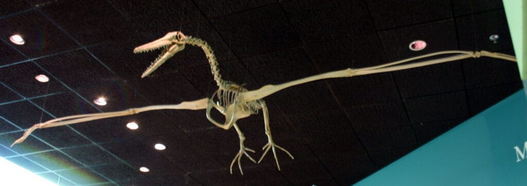 Pelagornithidae