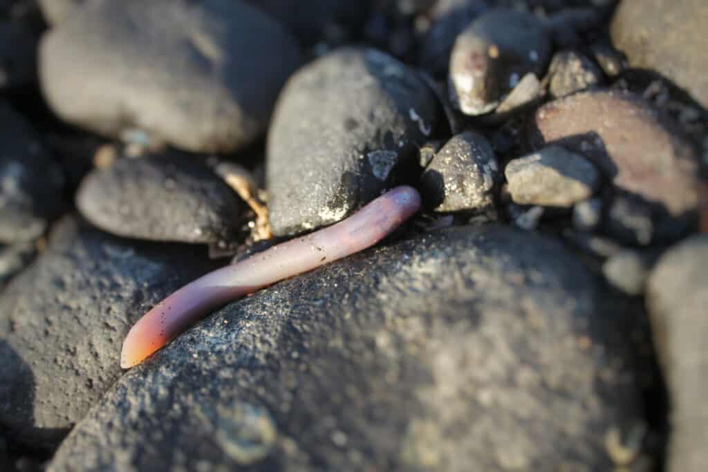 Penis Fish