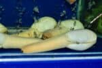 Spoon worm