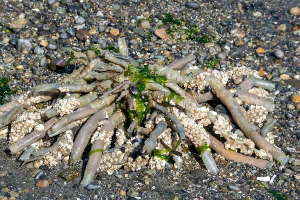 Penis Worms