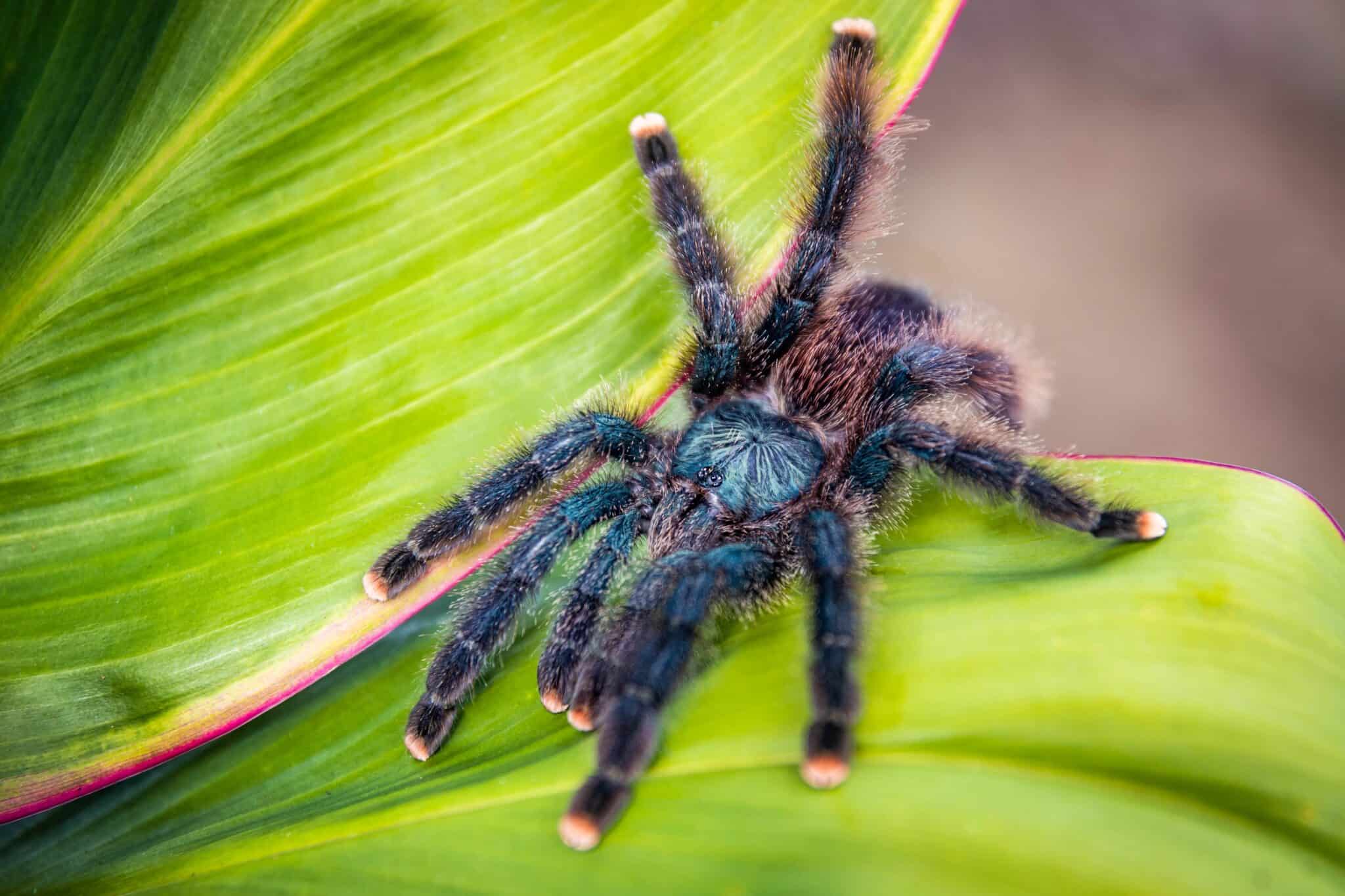 Pink Toed Tarantula Animal Facts - Avicularia avicularia - A-Z Animals