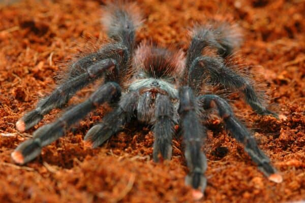 Pink toe tarantulas are arboreal spiders that ambush their prey using spun silk traps.