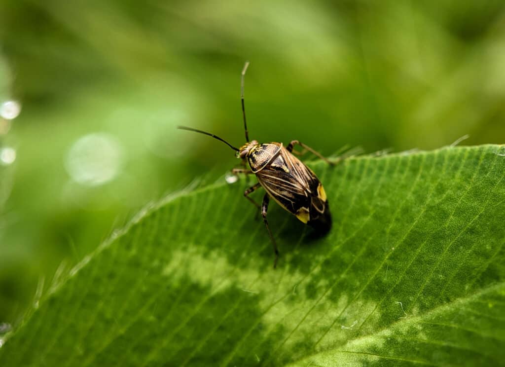 Plant Bug