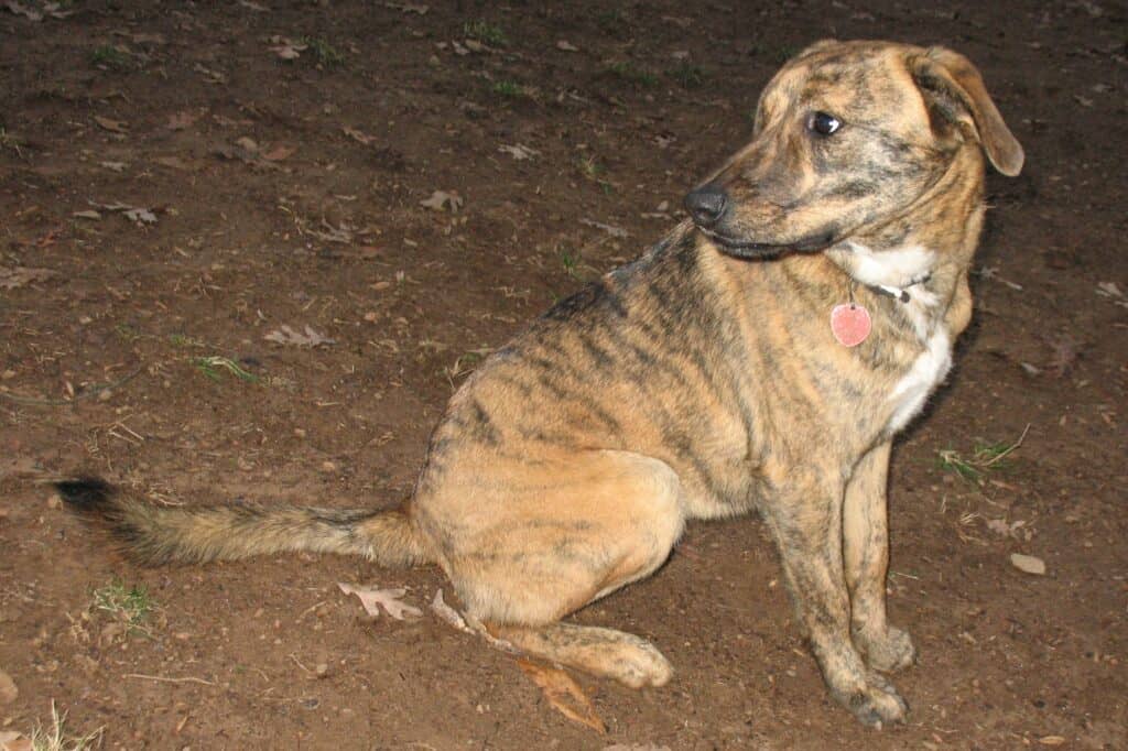 Light brown Plott hound