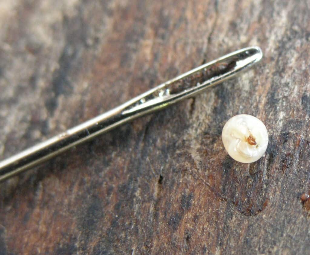  Tunga penetrans, or California beach flea on a natural piece of wood next to the eye of a silver metal sewing for a size comparison. The beach flea looks lie a white pearl with a small brown triangle in its center at the top. 