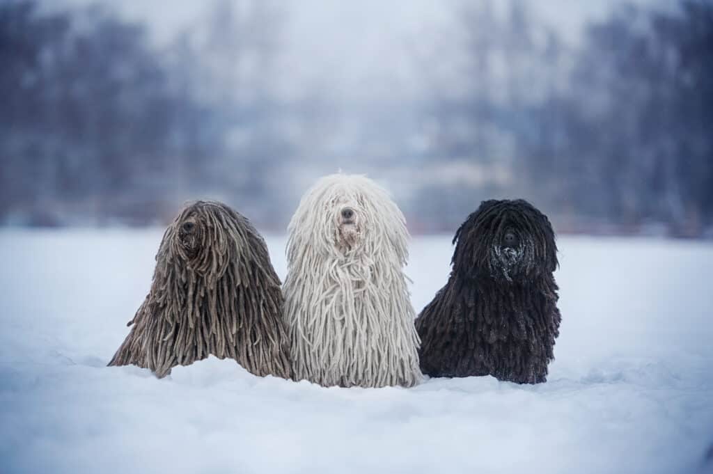 Komondor vs. Puli: Differences in color