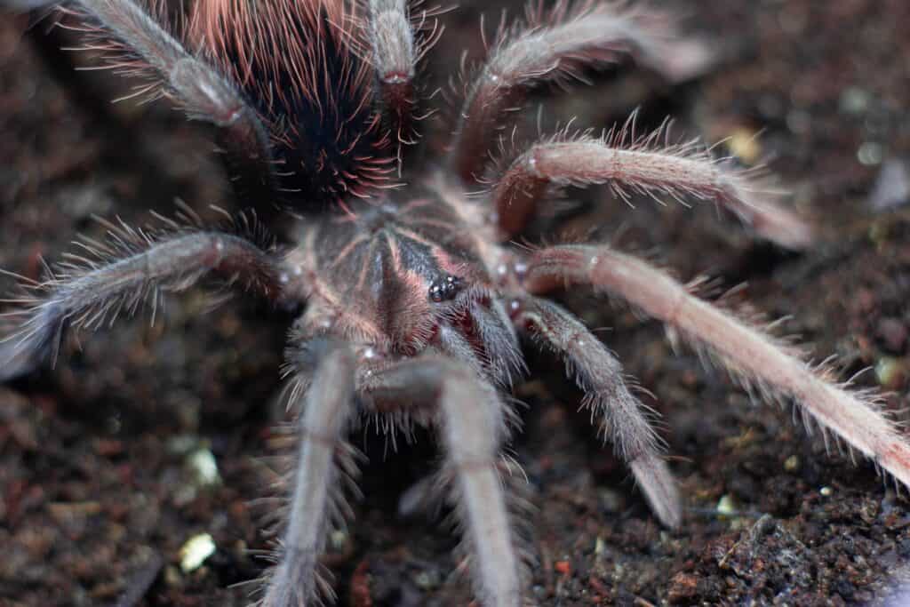 ecuadorian purple tarantula